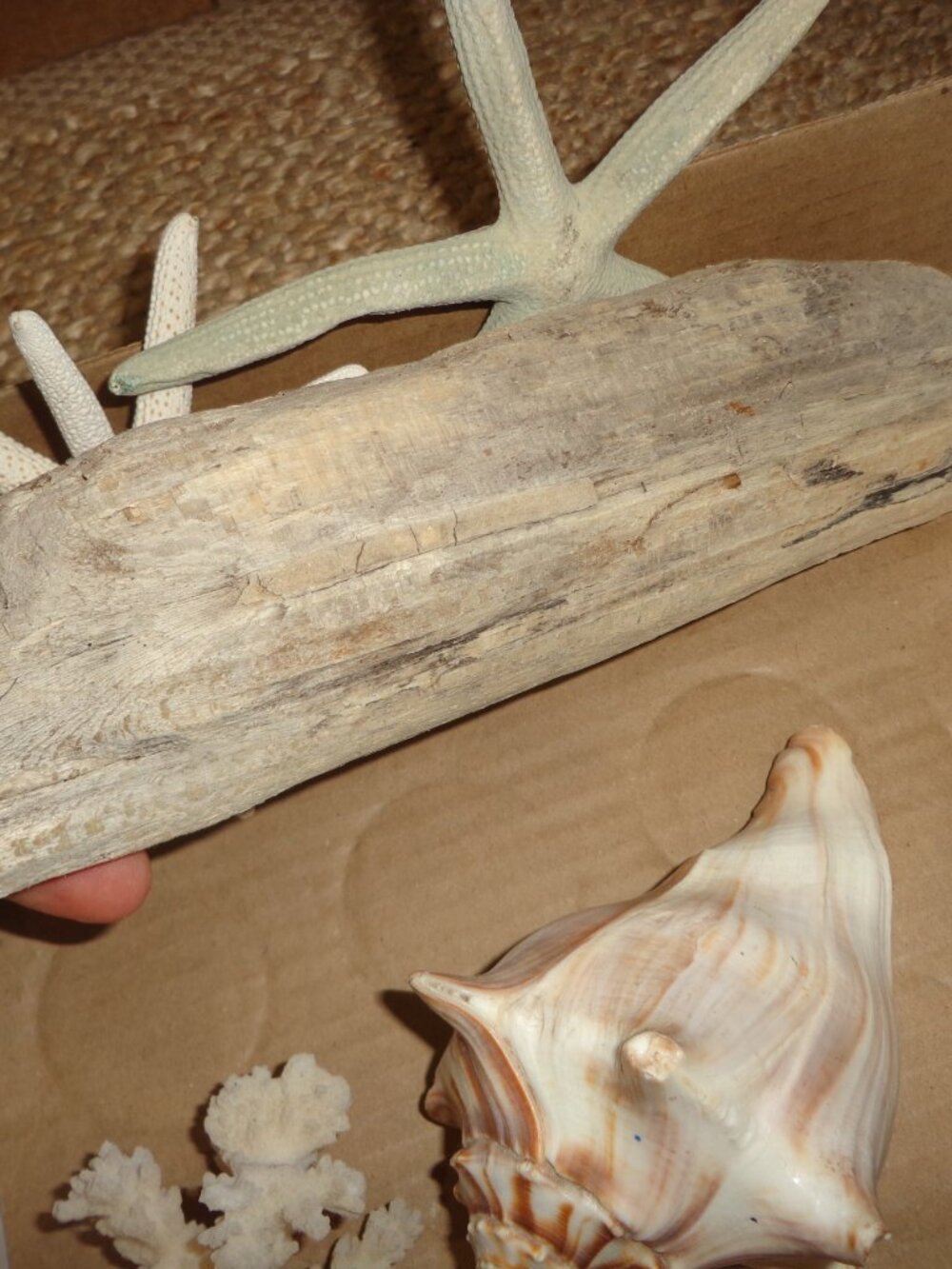 Assortment of Various Sea Shells/Sea Life Driftwood Nature's Beauty - Picture 8 of 8